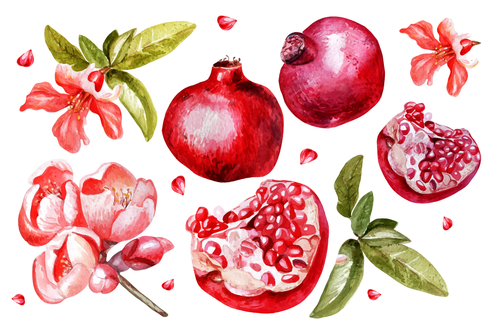 Beautiful watercolor pomegranates in Illustrations on Yellow Images